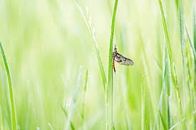 Attēlu rezultāti vaicājumam “Ephemera sp.”