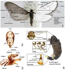 Attēlu rezultāti vaicājumam “Psychidae”