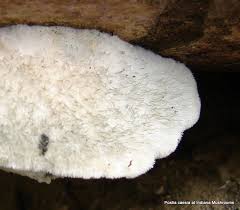 Attēlu rezultāti vaicājumam “Postia caesia”