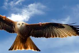 Image result for Kite Ireland