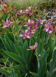 Image result for Pardancanda norrisii