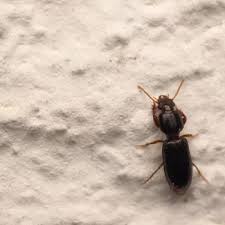 Attēlu rezultāti vaicājumam “Clivina fossor”