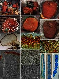 Attēlu rezultāti vaicājumam “Hypocrea rufa”