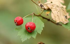 Attēlu rezultāti vaicājumam “Crataegus chrysocarpa”
