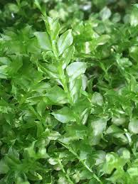 Attēlu rezultāti vaicājumam “Plagiomnium”