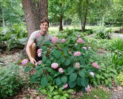 Attēlu rezultāti vaicājumam “Hydrangea arborescens”