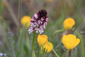Attēlu rezultāti vaicājumam “Orchis ustulata flower”