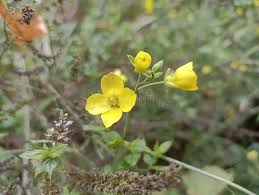 Attēlu rezultāti vaicājumam “Diplotaxis muralis flower”
