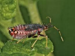 Attēlu rezultāti vaicājumam “Deraeocoris ruber”