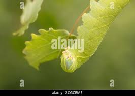 Attēlu rezultāti vaicājumam “Laothoe populi larva”