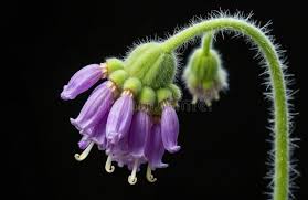 Attēlu rezultāti vaicājumam “Symphytum officinale bud”