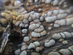 Attēlu rezultāti vaicājumam “Xylobolus frustulatus”