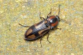 Attēlu rezultāti vaicājumam “Selatosomus cruciatus”