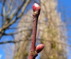 Attēlu rezultāti vaicājumam “Tilia platyphyllos subsp. cordifolia”