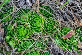 Attēlu rezultāti vaicājumam “Jovibarba globifera flower”
