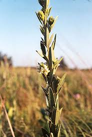 Attēlu rezultāti vaicājumam “Lophozia capitata”