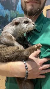 Image result for Worthing Otters