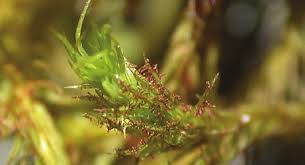 Attēlu rezultāti vaicājumam “Orthotrichum lyellii”