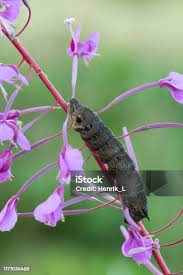 Attēlu rezultāti vaicājumam “Deilephila elpenor larva”