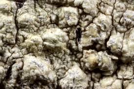 Attēlu rezultāti vaicājumam “Pertusaria coccodes”