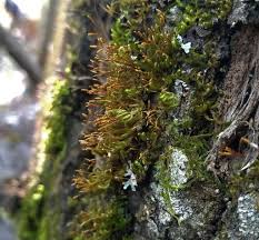 Attēlu rezultāti vaicājumam “Pylaisia polyantha”