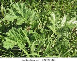 Attēlu rezultāti vaicājumam “Heracleum sosnowskyi leaf”