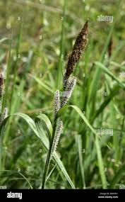 Attēlu rezultāti vaicājumam “Carex acutiformis flower”