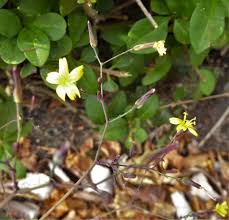 Attēlu rezultāti vaicājumam “Mycelis muralis leaf”