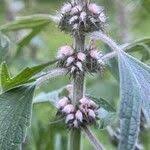 Attēlu rezultāti vaicājumam “Leonurus quinquelobatus flower”
