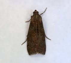 Attēlu rezultāti vaicājumam “Phycita roborella”