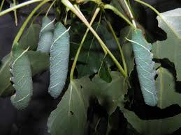 Attēlu rezultāti vaicājumam “Laothoe populi larva”