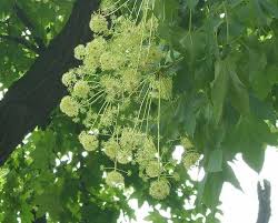 Attēlu rezultāti vaicājumam “Kalopanax septemlobus fruit”