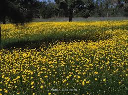 Image result for Helichrysum subulifolium