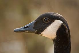 Attēlu rezultāti vaicājumam “Branta canadensis”