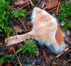 Attēlu rezultāti vaicājumam “Hypomyces armeniacus”