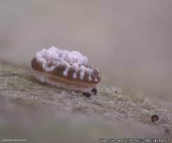 Attēlu rezultāti vaicājumam “Aleurochiton aceris”