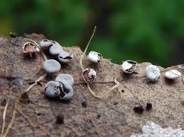 Attēlu rezultāti vaicājumam “Diderma hemisphaericum macro”