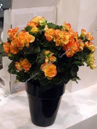 Image result for Бегония Элатиор 12х22 4601887072423