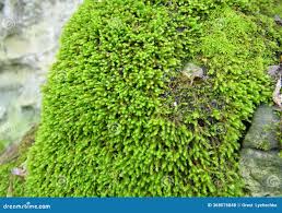 Attēlu rezultāti vaicājumam “Anomodon longifolius”