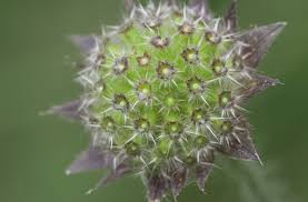 Attēlu rezultāti vaicājumam “Knautia arvensis bud”