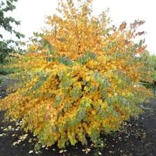 Attēlu rezultāti vaicājumam “Enkianthus chinensis leaf”