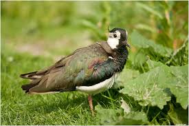 Attēlu rezultāti vaicājumam “Vanellus vanellus”