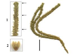 Attēlu rezultāti vaicājumam “Huperzia selago”