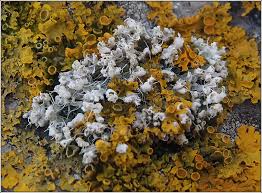 Attēlu rezultāti vaicājumam “Physcia adscendens”