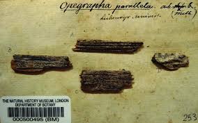 Attēlu rezultāti vaicājumam “Xylographa paralella”