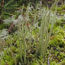Attēlu rezultāti vaicājumam “Cladonia cornuta”