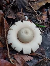 Attēlu rezultāti vaicājumam “Geastrum fimbriatum”