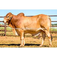 Image result for ganado bovino