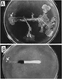 Attēlu rezultāti vaicājumam “Didymium nigripes young”