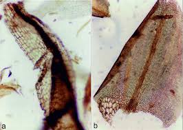 Attēlu rezultāti vaicājumam “Cinclidium stygium macro”